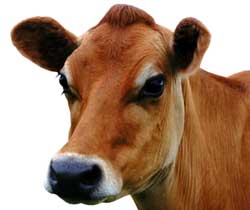 Nepal_Cow_7