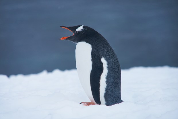 58_Penguin