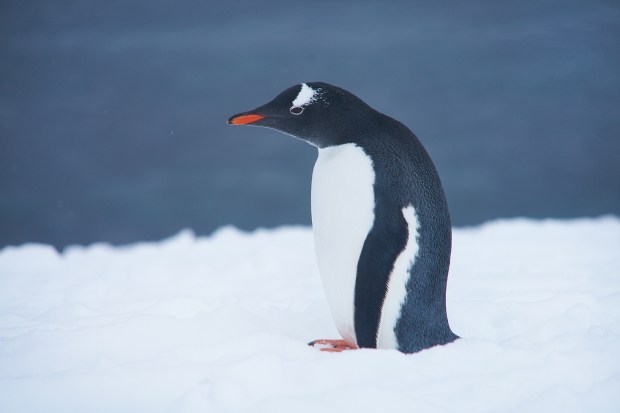 59_Penguin
