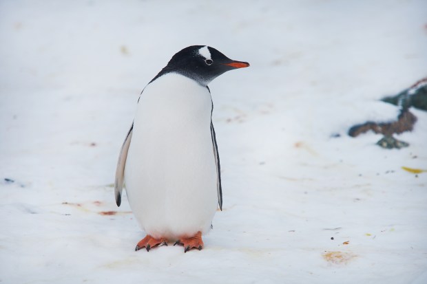 Penguin_28